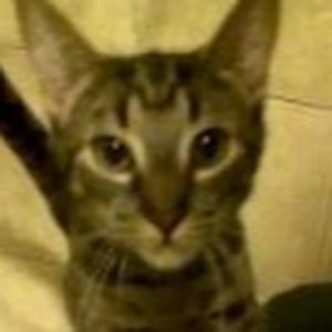 Meet your Posher, Kristine